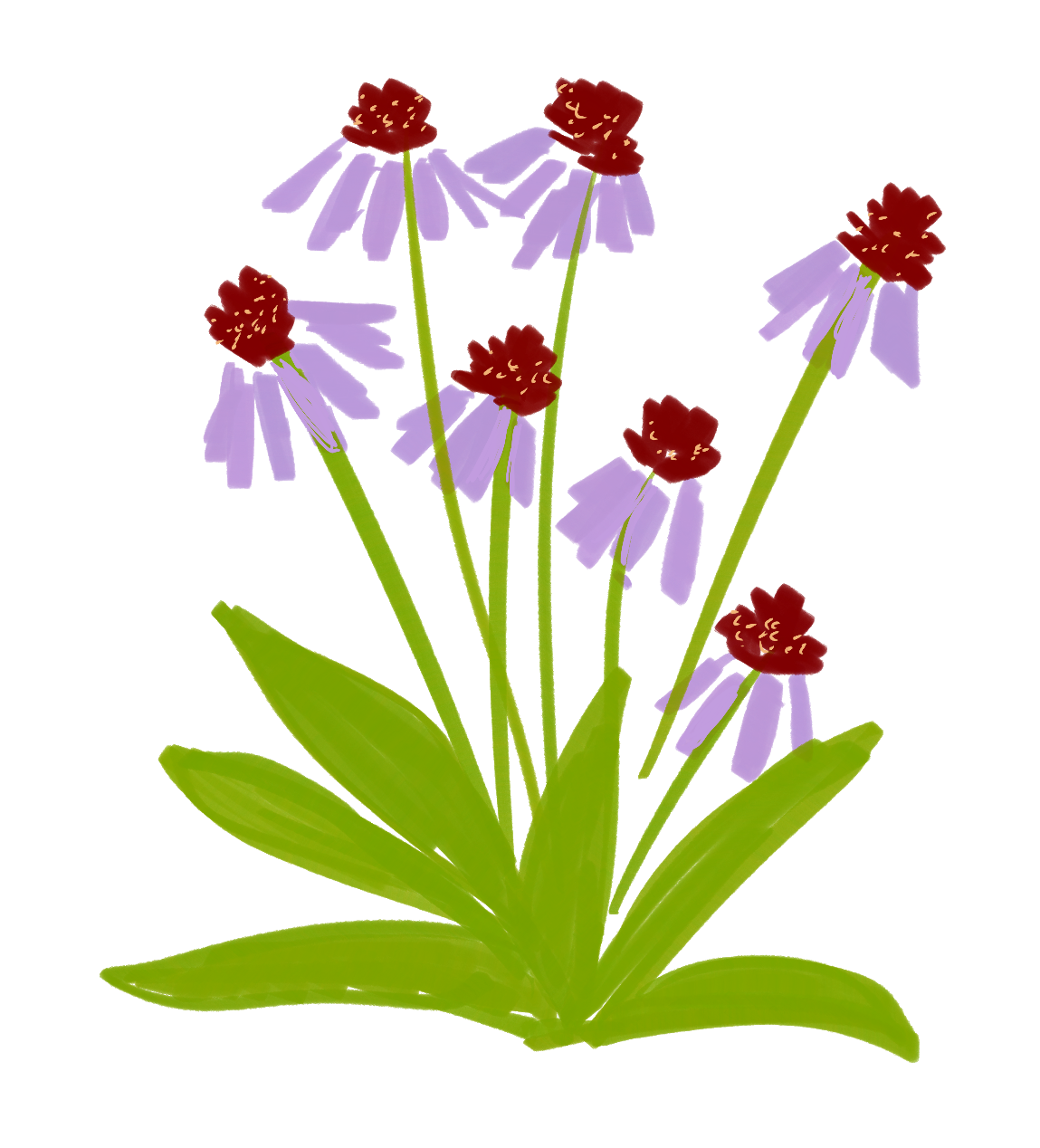 Echinacea coneflowers growing in un-amended soil, with upright stalks to the purple-petaled flowers and upright leaves radiating from the base. The style is a hand-drawn digital cartoon by the author.